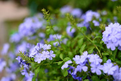 High angle view of flowers growing in park