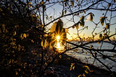 Sunlight streaming through trees by lake during sunset