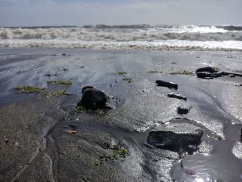 View of crab on beach