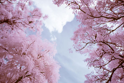 Low angle view of pink flowering tree against sky