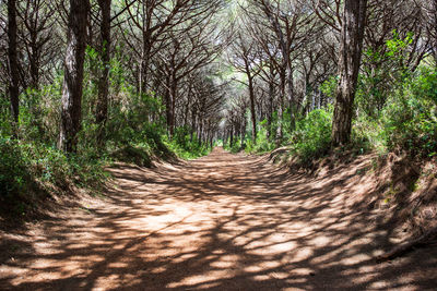 Dirt road amidst trees in forest