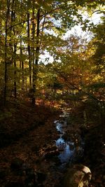 Trees in forest