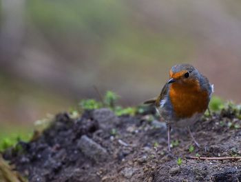 Close-up of bird outdoors