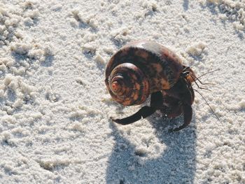 High angle view of hermit crab at sandy beach