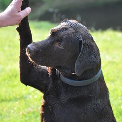 Close-up of hand holding dog on field