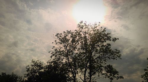Low angle view of trees against sky