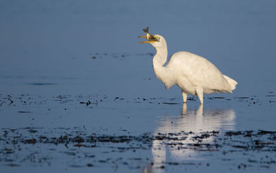 Egret standing in lake