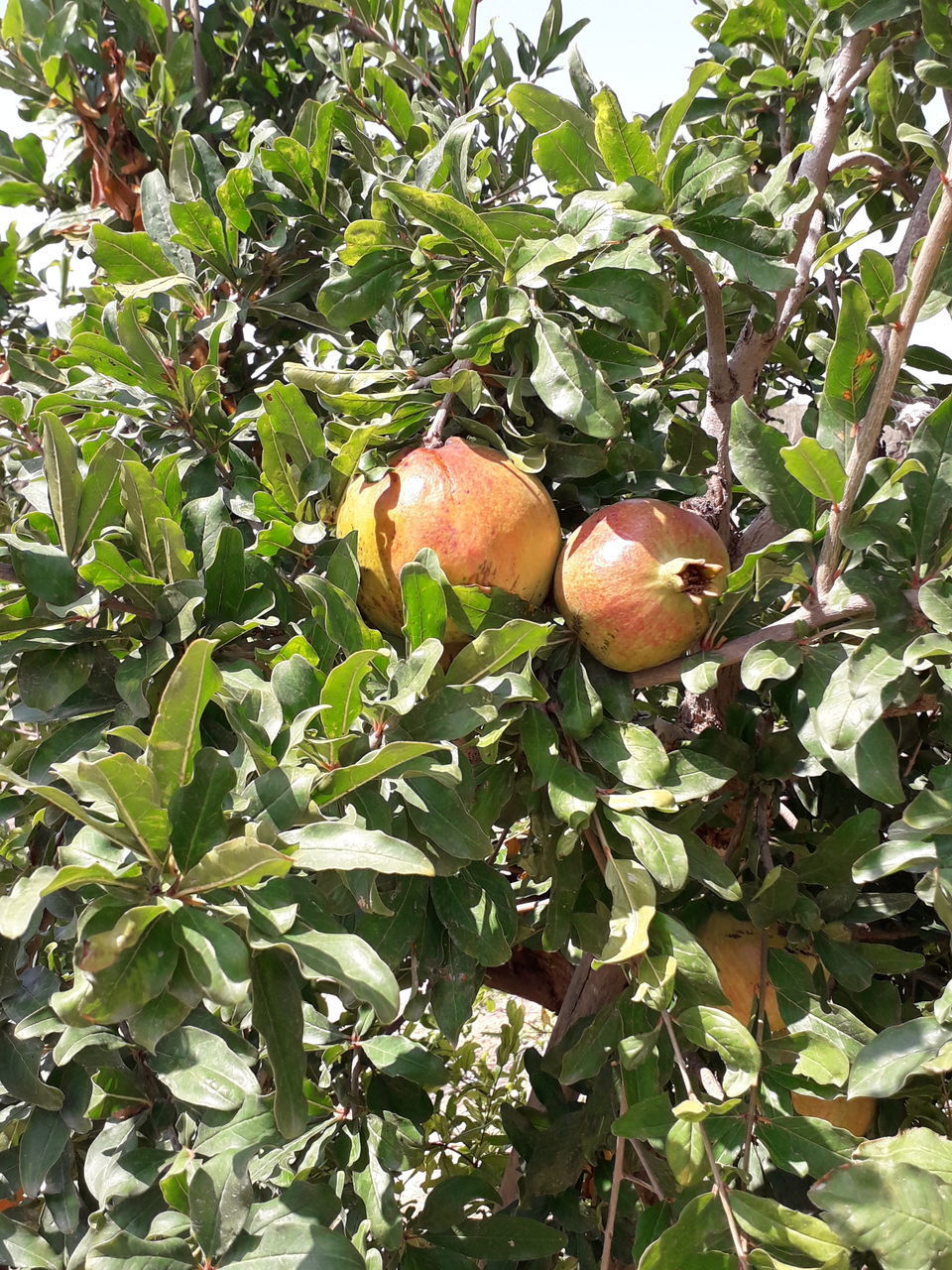 LOW ANGLE VIEW OF ORANGES GROWING ON TREE