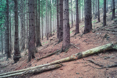 Dead spruce trees in forest, braunlage, harz