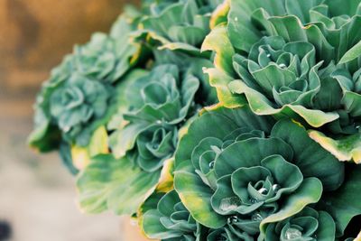 Close-up of succulent plant