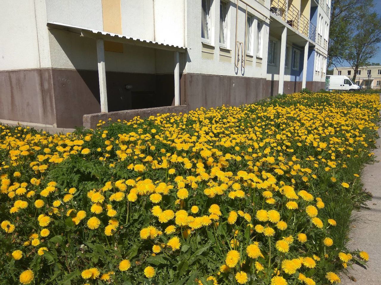 YELLOW FLOWERS GROWING ON BUILDING