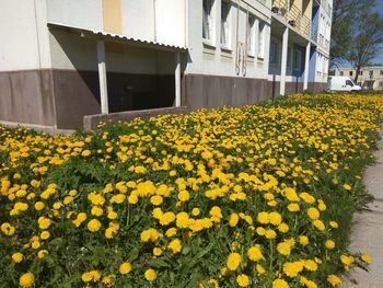 Yellow flowering plants by building