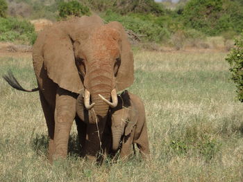 Elephant in a field