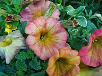 Close-up of pink flowers