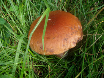 Close-up of mushroom growing on field