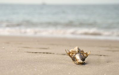 Close-up of crab on beach