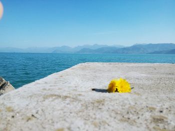 Close-up of yellow flower on beach against clear blue sky