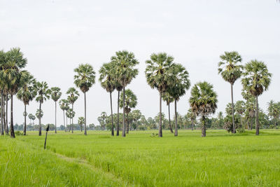 Palm trees on field against sky