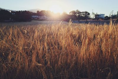 Wheat growing on field against sky