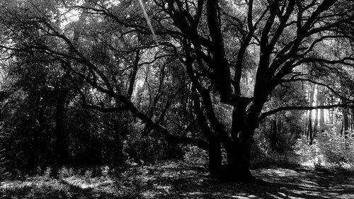 Bare trees in forest against sky