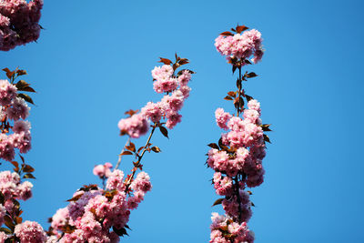 Low angle view of pink flowers blooming on tree against sky