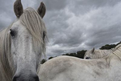 View of a horse against cloudy sky