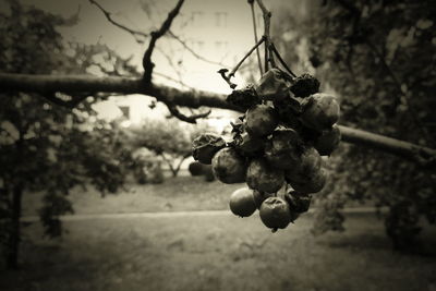 Close-up of berries growing on tree