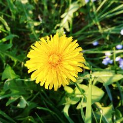 Close-up of yellow flowering plant