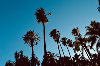 Low angle view of palm trees against clear blue sky