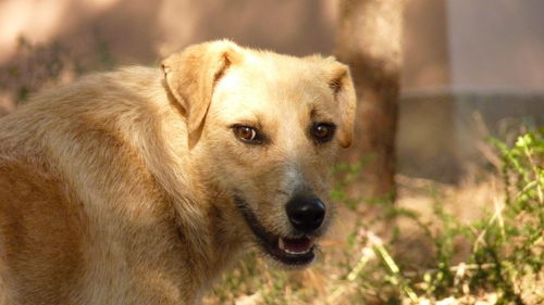 Portrait of dog on field