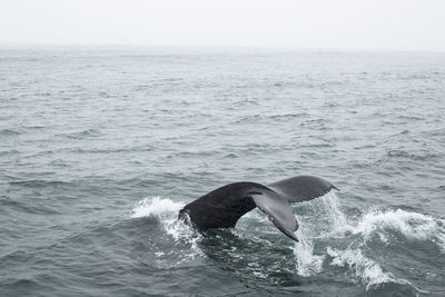 Scenic view of whale breaching against sky, iceland.