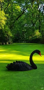 View of bird on grassy field