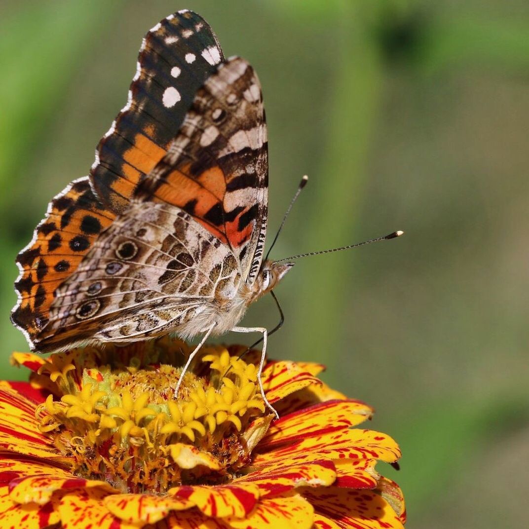 CLOSE-UP OF BUTTERFLY POLLINATING ON FLOWER