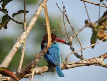 Low angle view of bird perching on tree