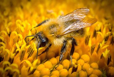 Close-up of bee pollinating on yellow flower