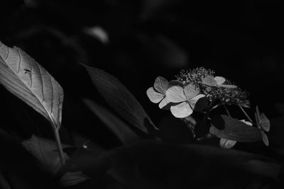 Close-up of flowers