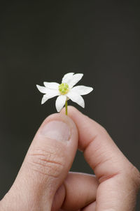 Close-up of hand holding white flower against black background