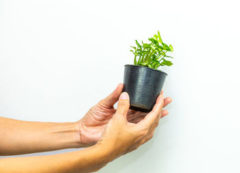 Midsection of woman holding potted plant against white background