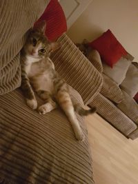 High angle view of cat lying on bed at home