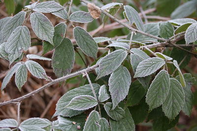 Close-up of frozen leaves