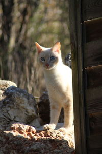 Portrait of cat looking away