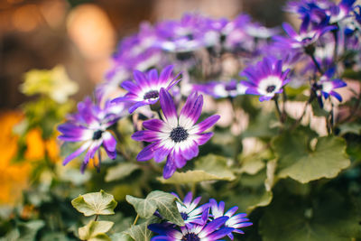 Close-up of purple flowers blooming outdoors