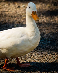 Close-up of a swan