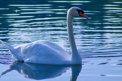 Swan swimming in lake