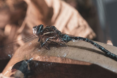 Close-up of insect