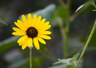 Close-up of yellow flowering plant