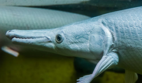 Close-up of fish swimming in aquarium