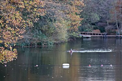 View of ducks swimming in lake