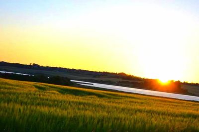 Sun shining through trees on field