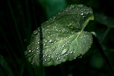 Close-up of wet plant leaves during rainy season